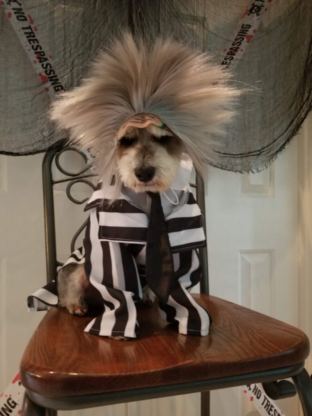 Beetlejuice Dog Costume